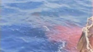 Тунец желтопёрый. Индийский океан.