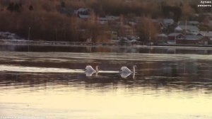 Природа Швеции. Мягкая зима || Nature of Sweden (Sundsvall) December 2019