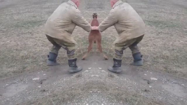 КФХ Бобырин -зеркальный бычок. смотреть онлайн