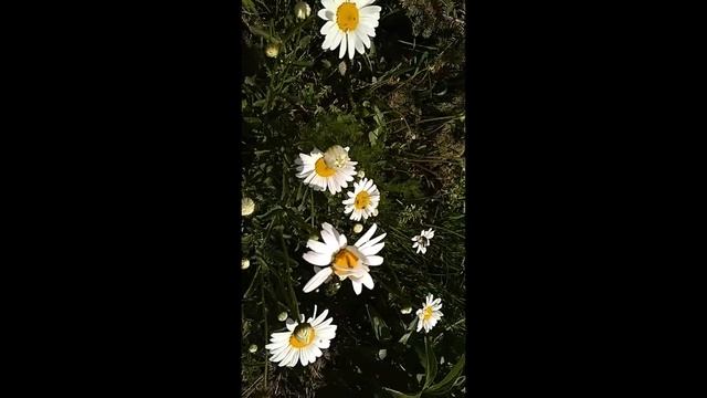 Ромашки садовые в Сибири_Chamomile garden in Siberia