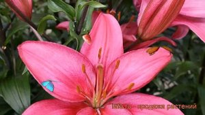 Лилия азиатская Далила (lilium asiatic dalila) ? Далила обзор: как сажать, луковицы лилии Далила