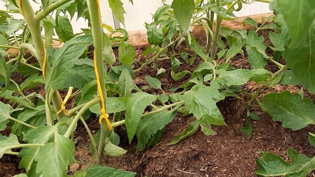 Подвязываю томаты с узелками. Пасынки и развилки. смотреть онлайн