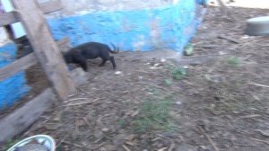 ПОДКИДЫШ! Появилась новая собака?