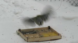 Что едят птицы зимой: эксперимент по выбору корма для синиц и воробьев