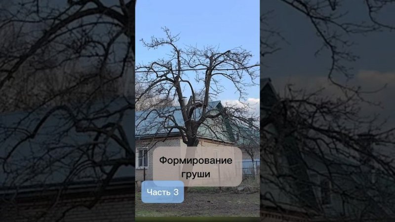 Формирование груши. Часть 3. #bonsai #бонсай #ниваки #сад #андрейдарусенков #плодовыедеревья