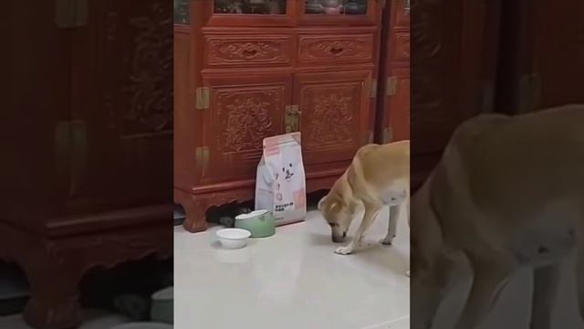 Котейка мастер💪