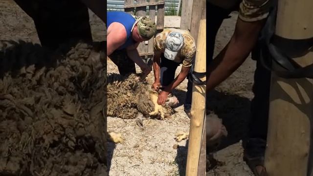 Режут барана смотреть онлайн