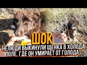 В Пустом, холодном поле, бегает истощенный, испуганный щенок. Его туда выкинули бессердечные твари