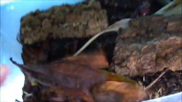 Eriobotrya japonica - Hojas para acuarios y terrarios смотреть онлайн