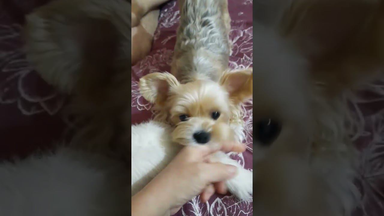 Нападение Бони... смотреть онлайн