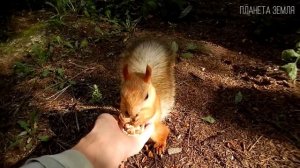 Белка: Хитрый и запасливый грызун | Интересные факты про белок