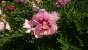 Paeonia Pastel Splendor