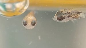 Мальки Петушка обедают инфузорией - как и что едят мальки