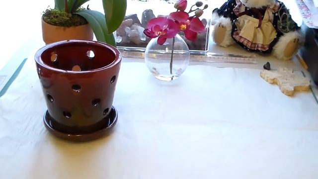 Моя орхидея. MyOrchid смотреть онлайн