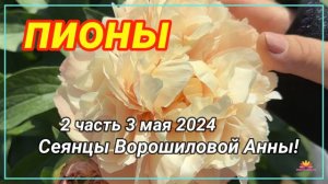 Цветение сеянцев пионов Ворошиловой А.Б. в 2024 году. Часть 2/ Сад Ворошиловой