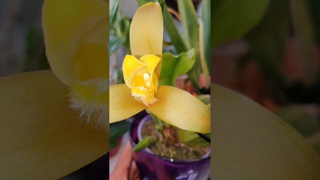 Lycaste lasioglossa