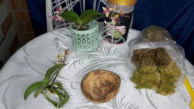 БЕДНАЯ ОРХИДЕЯ как ОНА РОСЛА в этой СМОЛЕ /освободила и посадила В ЖИВОЙ МОХ/ КОКЕДАМА в КОКОСЕ смотреть онлайн