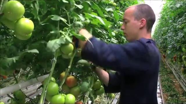 Промышленные теплицы. Обрезка листьев. Томаты.