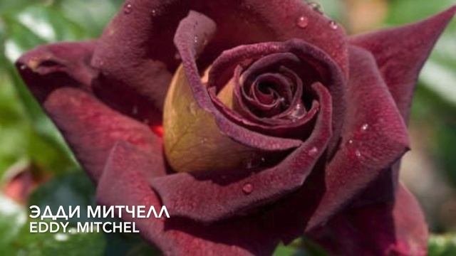 Rose//Розы редких расцветок