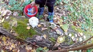 Осенние грибы  Вешенки