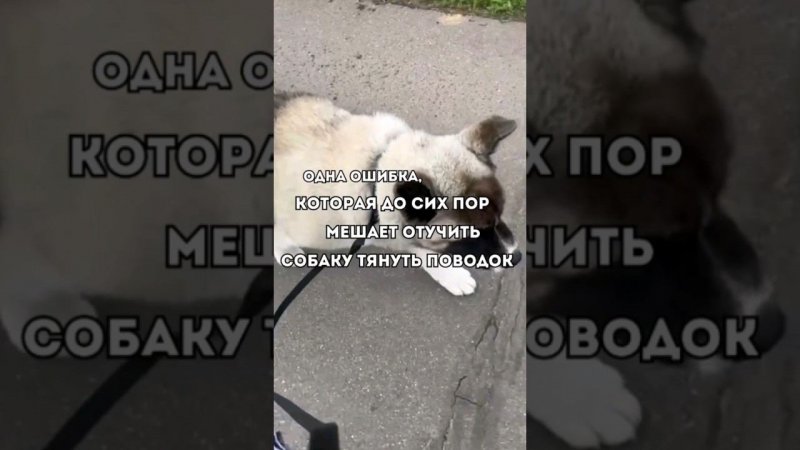 ОДНА ОСНОВНАЯ ОШИБКА, КОТОРАЯ ДО СИХ ПОР МЕШАЕТ ОТУЧИТЬ СОБАКУ ТЯНУТЬ ПОВОДОК#собака