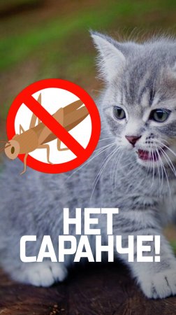 идеальное👌 средство по борьбе👊 с саранчой 🦗🪳