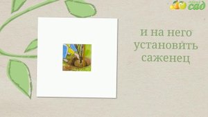 Посадка актинидии - как правильно посадить актинидию