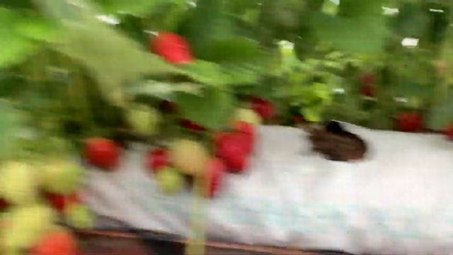 Ягоди сорт Флоренция във фаза на плододаване - Florence strawberries at the fruiting stage смотреть онлайн