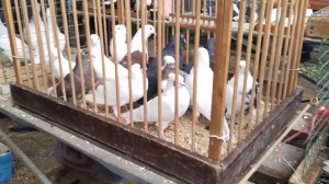 14.10.23 БОЛЬШАЯ СБОРНАЯ ЯРМАРКА ГОЛУБЕЙ. БРОННИЦЫ. Часть 4