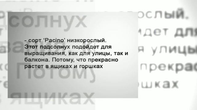Выращивать подсолнечник на даче