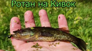 🐟Ловля Ротана. Рыбалка на Озере на Летний Боковой Кивок, Мормышка, насадка Опарыш, кивок Арбалет