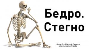 Бедро. Стегно.  ВсеЯСветная Грамота