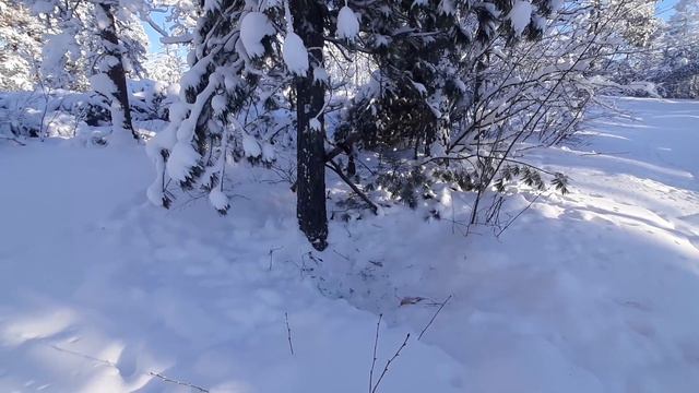 ОДИН В ТАЙГЕ В МИНУС 45 | ПРИЕХАЛ С ДОБЫЧЕЙ!