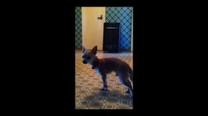 Газовый каталитический обогреватель.