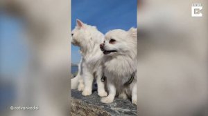 Adorable White Cat And Dog Have Amazing Friendship