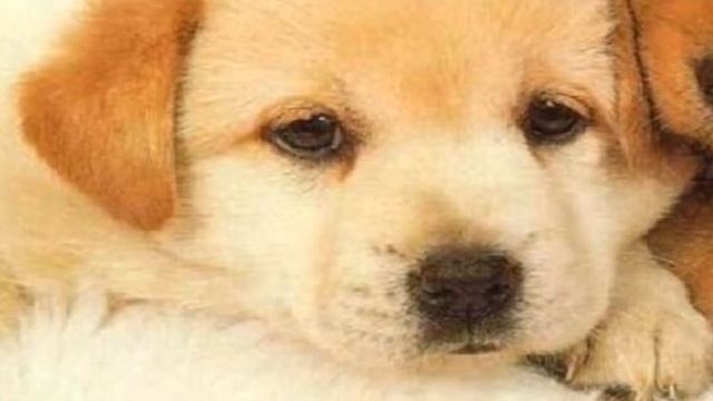 музыка предназначена для кошек - расслабляющая музыку спать беспокойные кошка 2017 смотреть онлайн