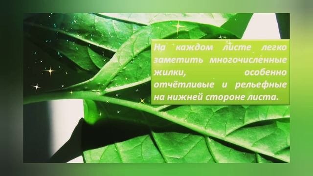 «Школа юного исследователя. Внешнее строение листа. Простые и сложные листья»