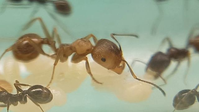 Муравьи вида Messor structor (муравей-жнец) x30 смотреть онлайн