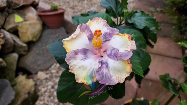 Luv Angel Melody   #Гибискус #цветы #hibiscus #GeraGibis #герагибис #цветымосква #Москва #моицветы