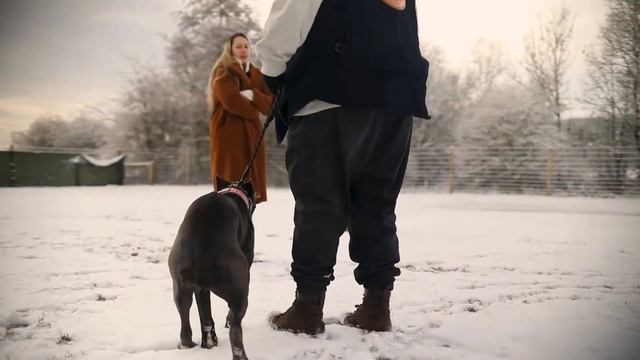 What Was The Cane Corso Bred For? смотреть онлайн