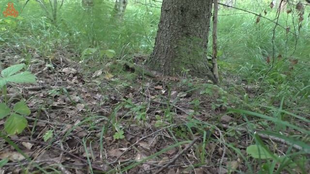 Насколько подросли "зародыши"лисичек за пять дней?. Дневник грибника 20 июля 2022 года. смотреть онлайн