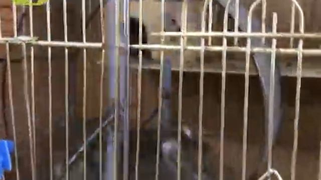 Мини-зоопарк под присмотром! смотреть онлайн