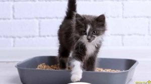 Как быстро приучить котенка к лотку? Быстрый и реальный способ.