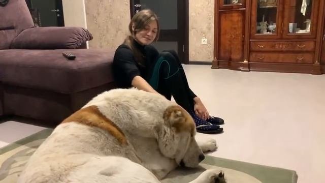 алабай в гостях! Алабай комнатная собака?