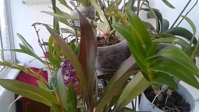 Орхідеї. Умови вирощування смотреть онлайн