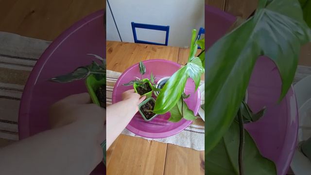 Tuesday morning watering #philodendron Florida Green & White Princess + #Alocasia Wentii corm