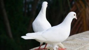 Два голубя Иван Крылов читает Павел Беседин