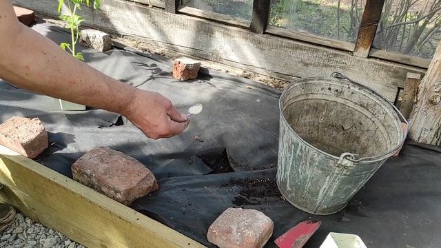 Высадка рассады томатов в теплицу смотреть онлайн