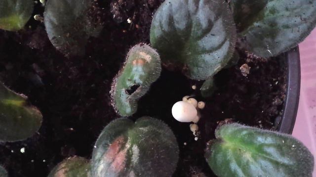 VERY ILL 'African Violet' Leaf cuttings - WHITE MUSHROOMS have sprouted-up among them смотреть онлайн
