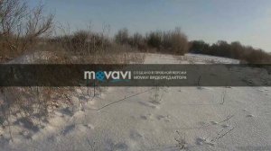 Охота с русскими  гончими на зайца.Первый подранок молодой выжловки !